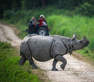 kaziranga 3